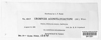 Uromyces aconiti-lycoctoni image